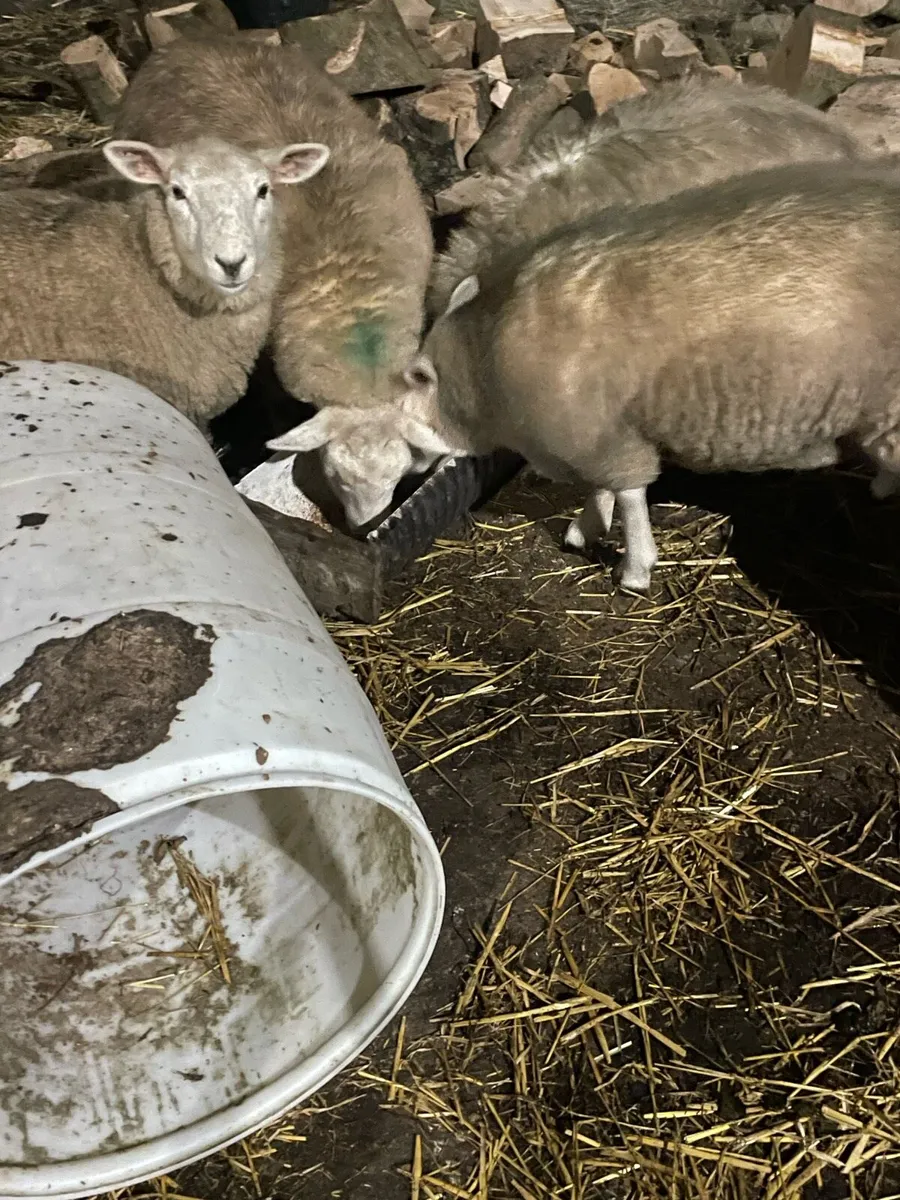 Ewe lambs - Image 4