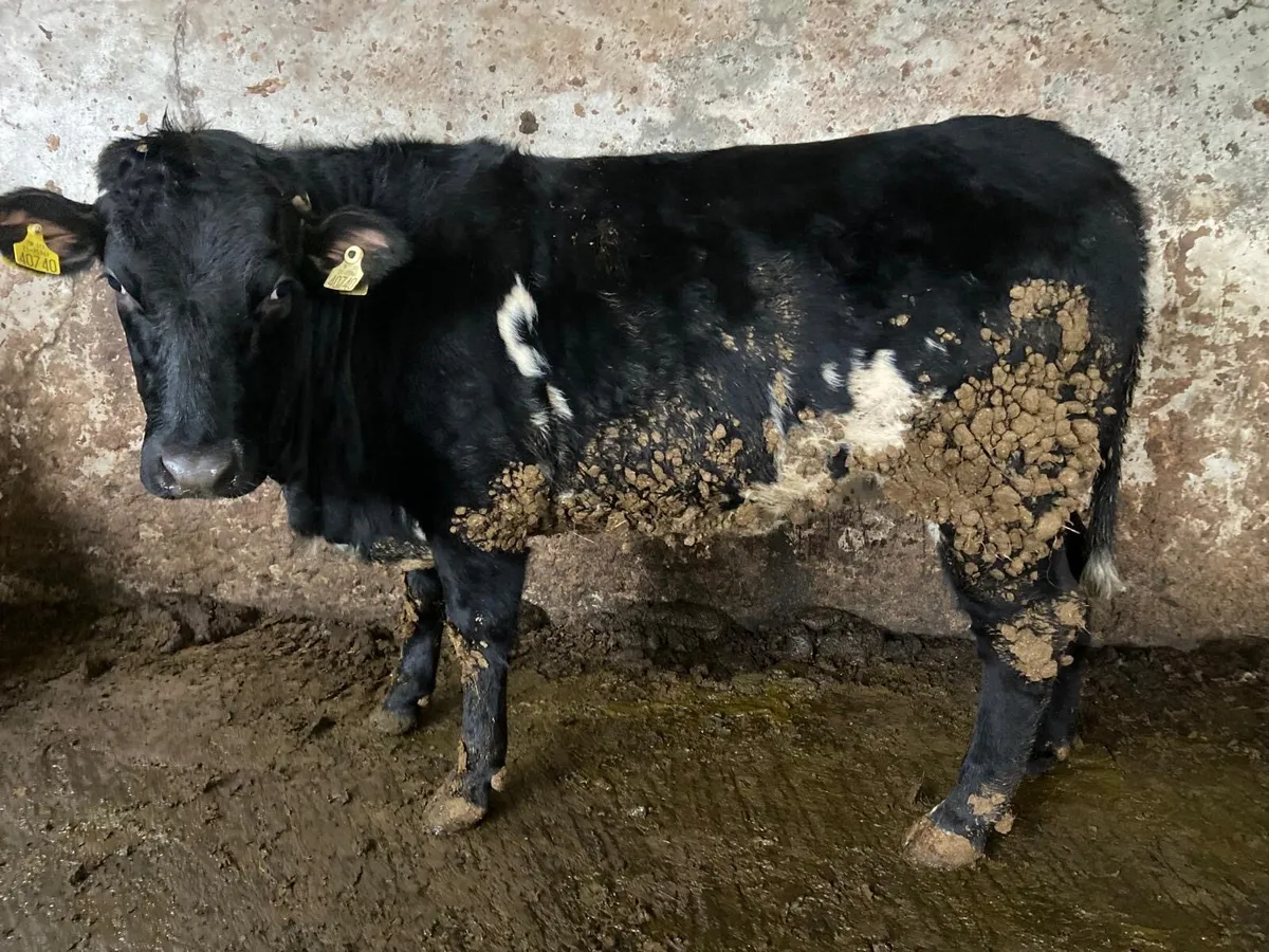 5 star genotyped heifer - Image 1