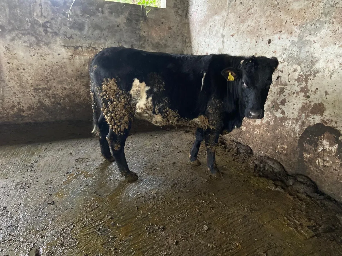 5 star genotyped heifer - Image 2
