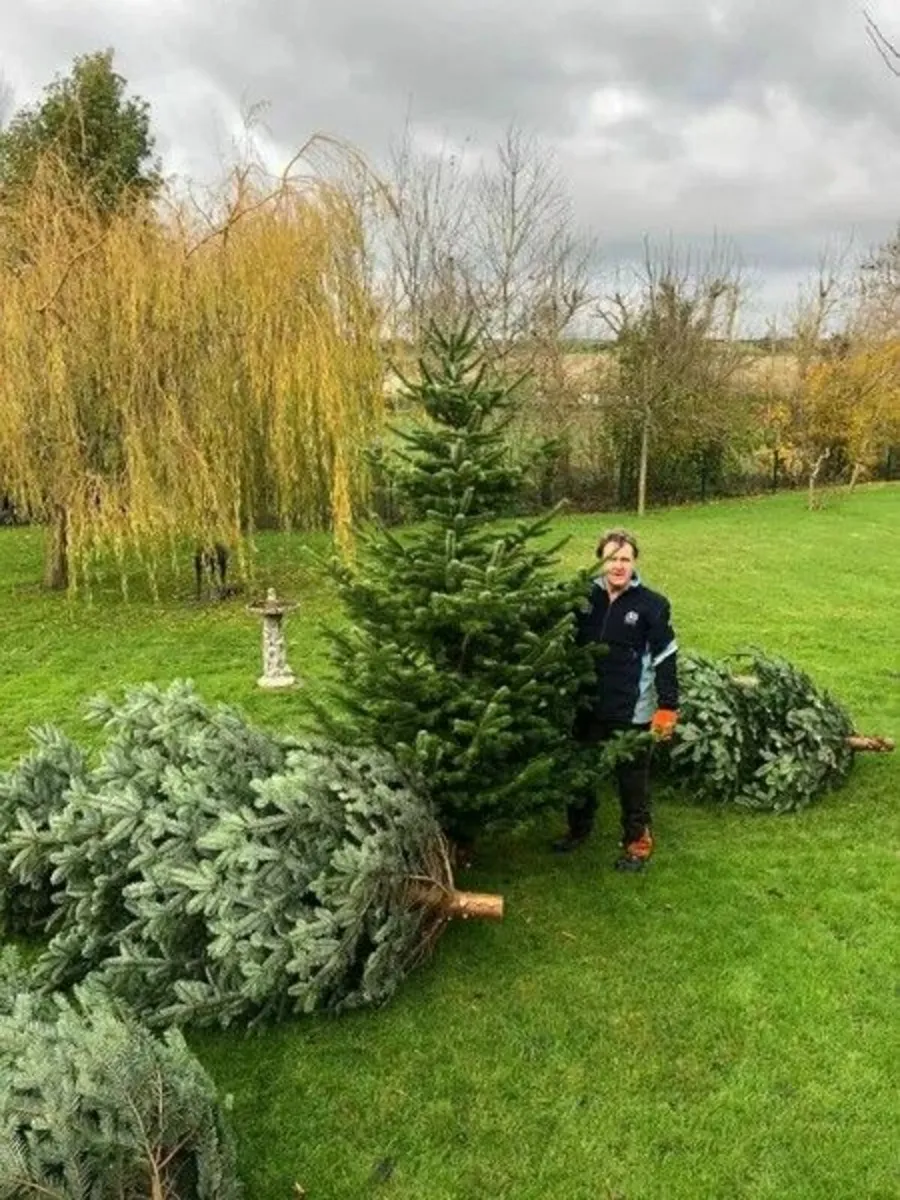 Christmas Trees - Image 3