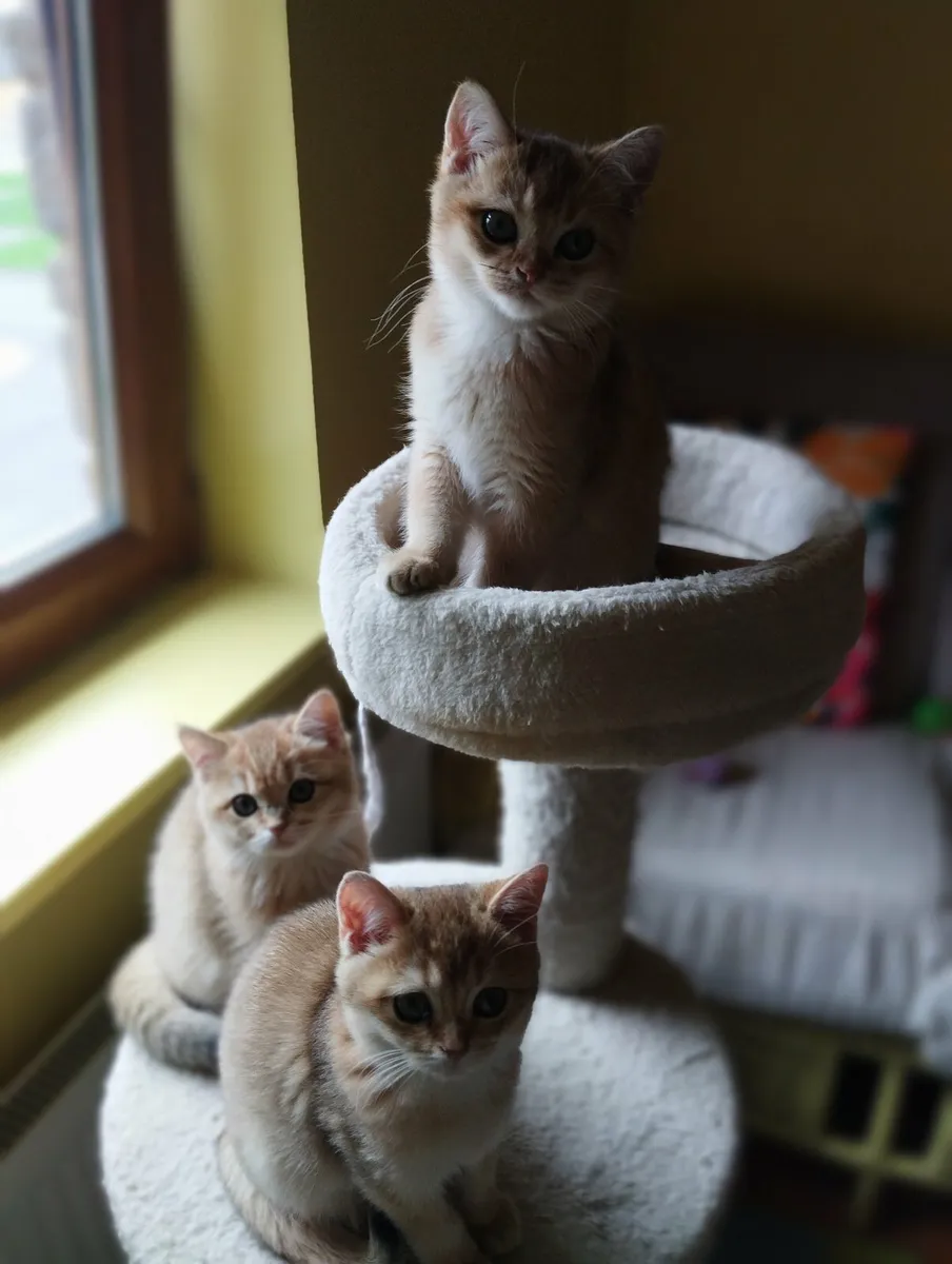 Golden short-hair british kittens - Image 1