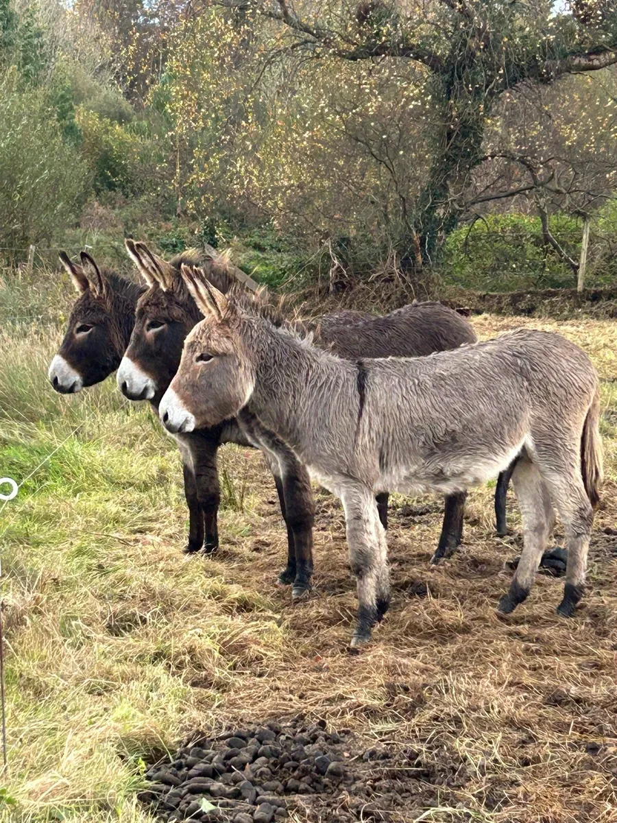 3 jack donkeys - Image 2