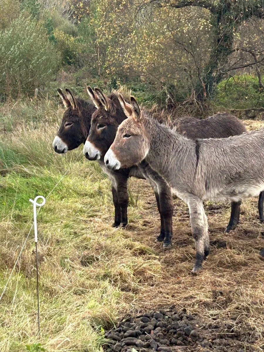 3 jack donkeys - Image 3