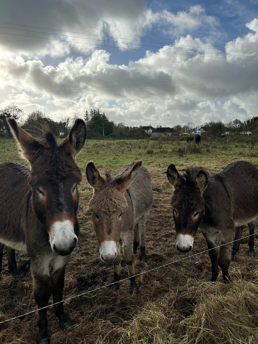 3 jack donkeys - Image 1