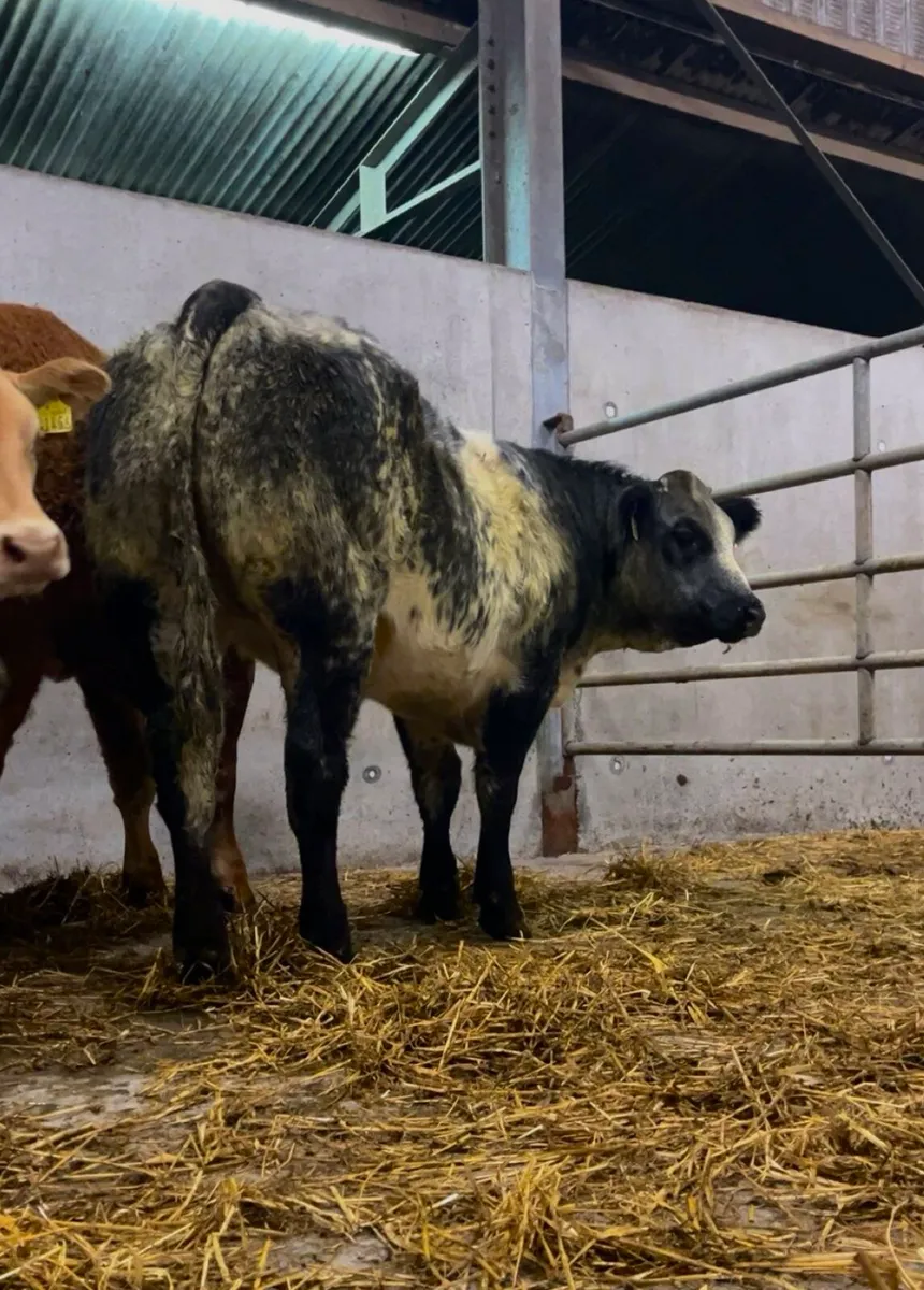Thompson And Son Agri Weanling Heifer Sale 😍😍 - Image 1