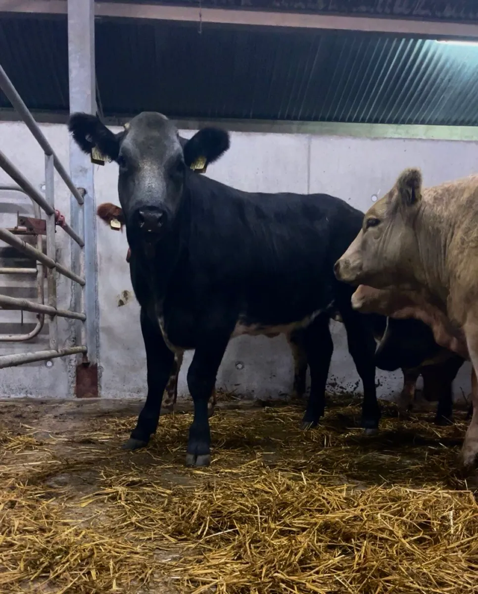 Thompson And Son Agri Weanling Heifer Sale 😍😍 - Image 3