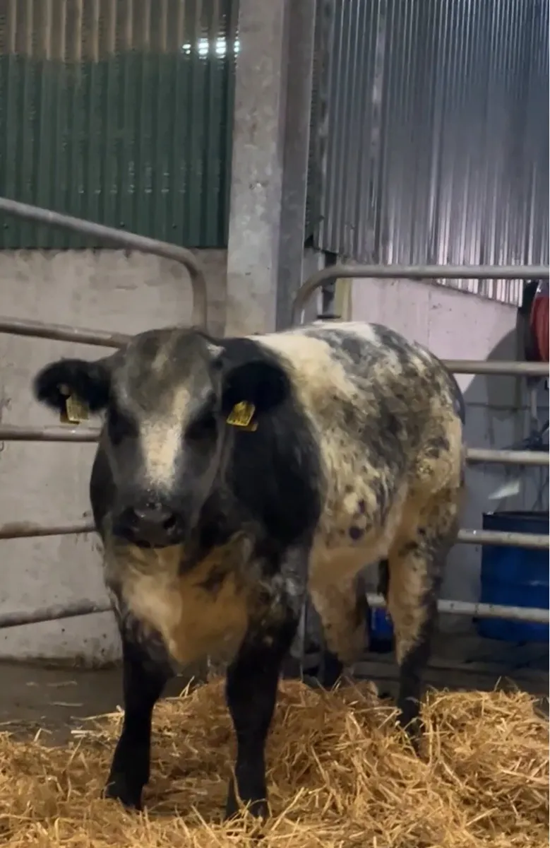 Thompson And Son Agri Weanling Heifer Sale 😍😍 - Image 4