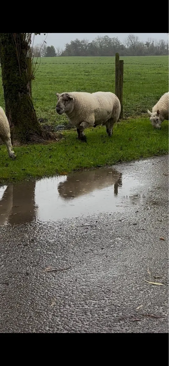 Rams for sale - Image 1