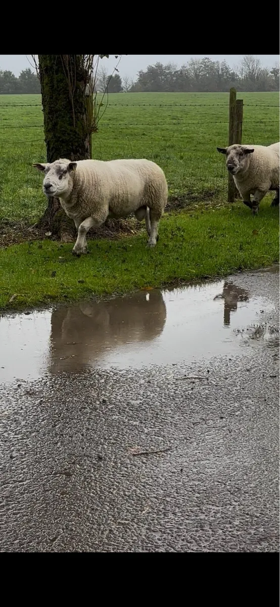 Rams for sale - Image 2
