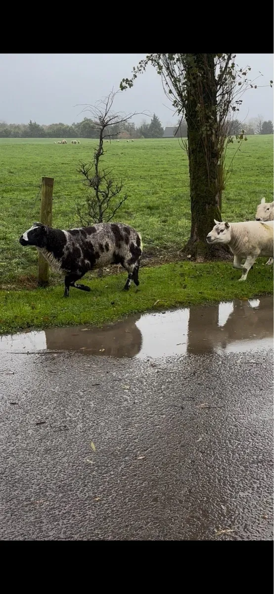 Rams for sale - Image 3