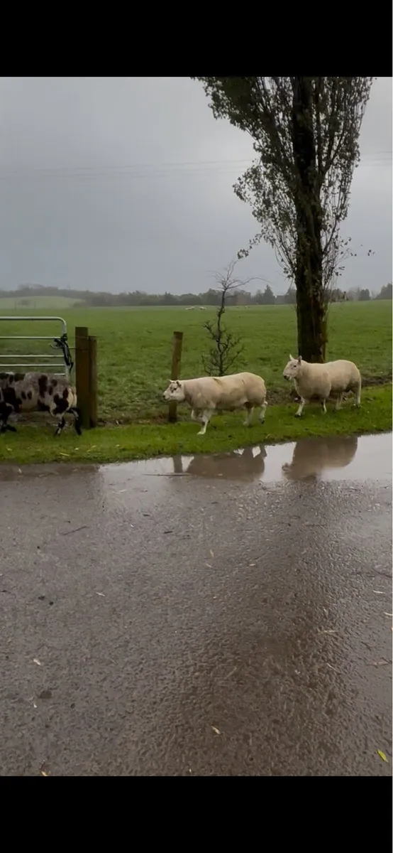 Rams for sale - Image 4