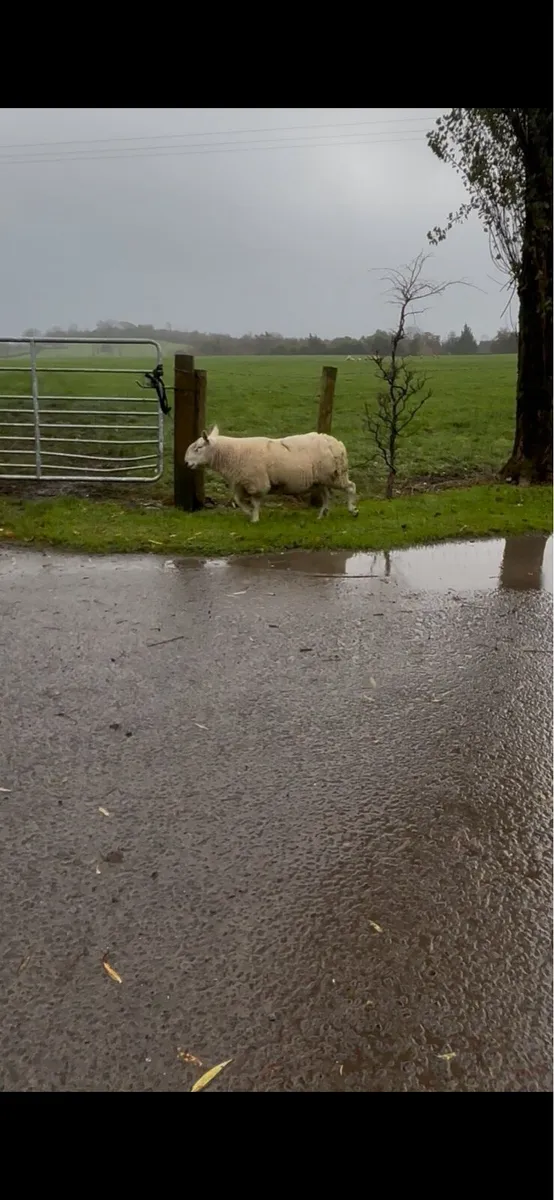 Rams for sale - Image 3