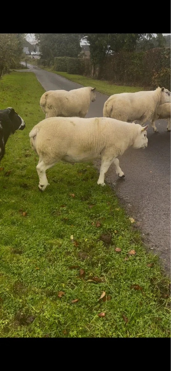 Rams for sale - Image 4