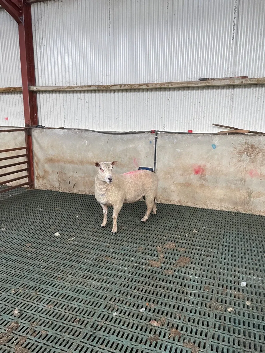 Chartex hoggot ram - Image 1