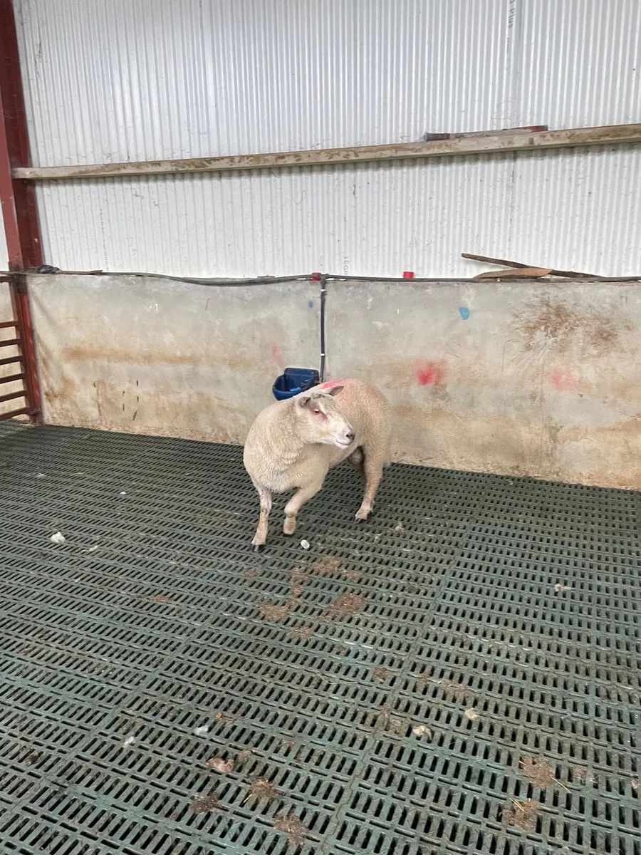 Chartex hoggot ram - Image 2
