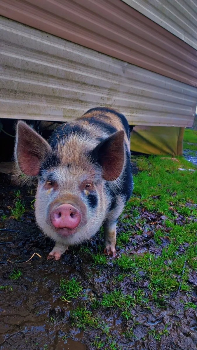 Pig - Image 1