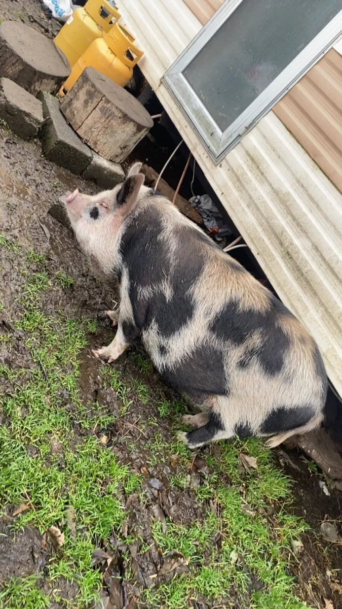 Pig - Image 2