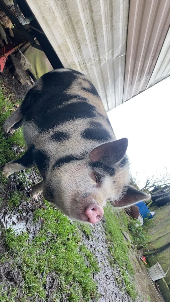 Pig - Image 3