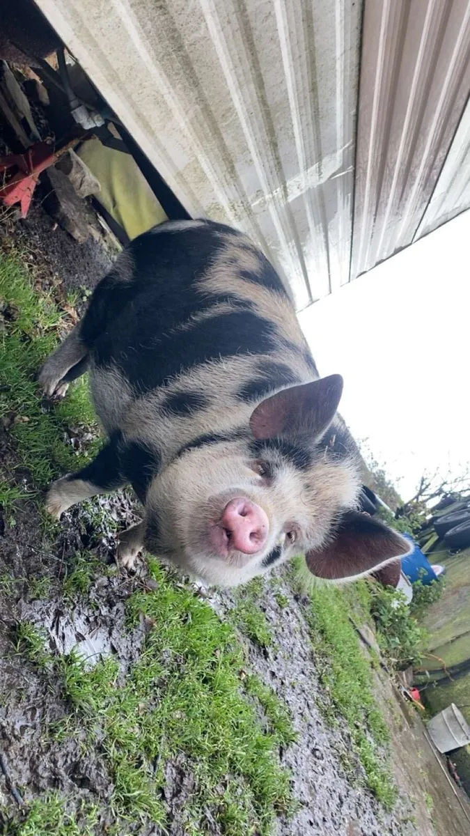 Pig - Image 4