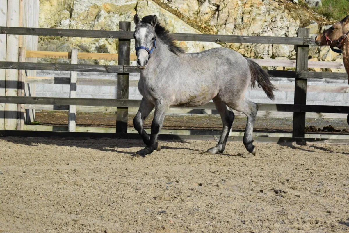 DOOHULLA DUNALLY COLT - Image 1