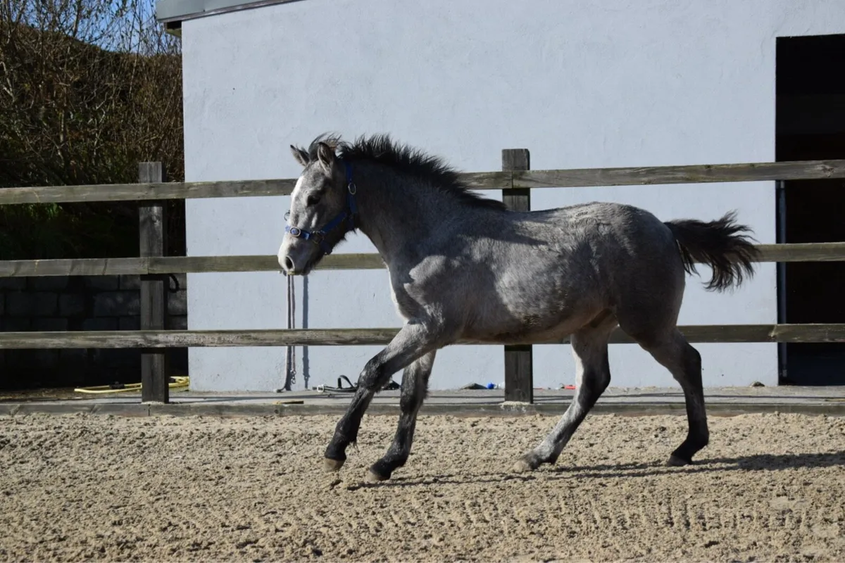 DOOHULLA DUNALLY COLT - Image 2