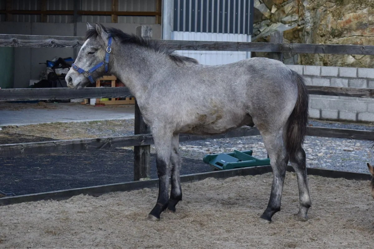 DOOHULLA DUNALLY COLT - Image 3