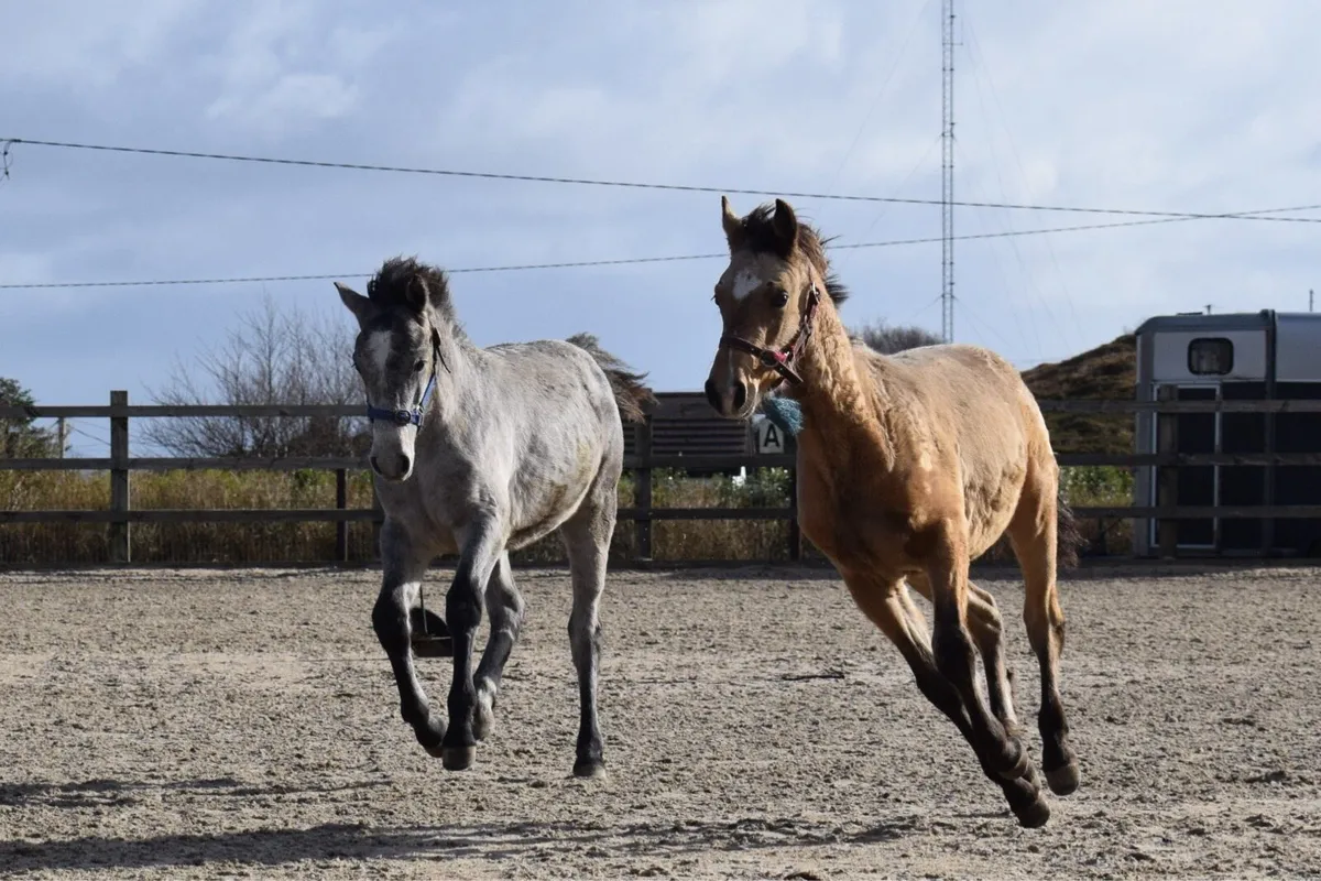 DOOHULLA DUNALLY COLT - Image 4