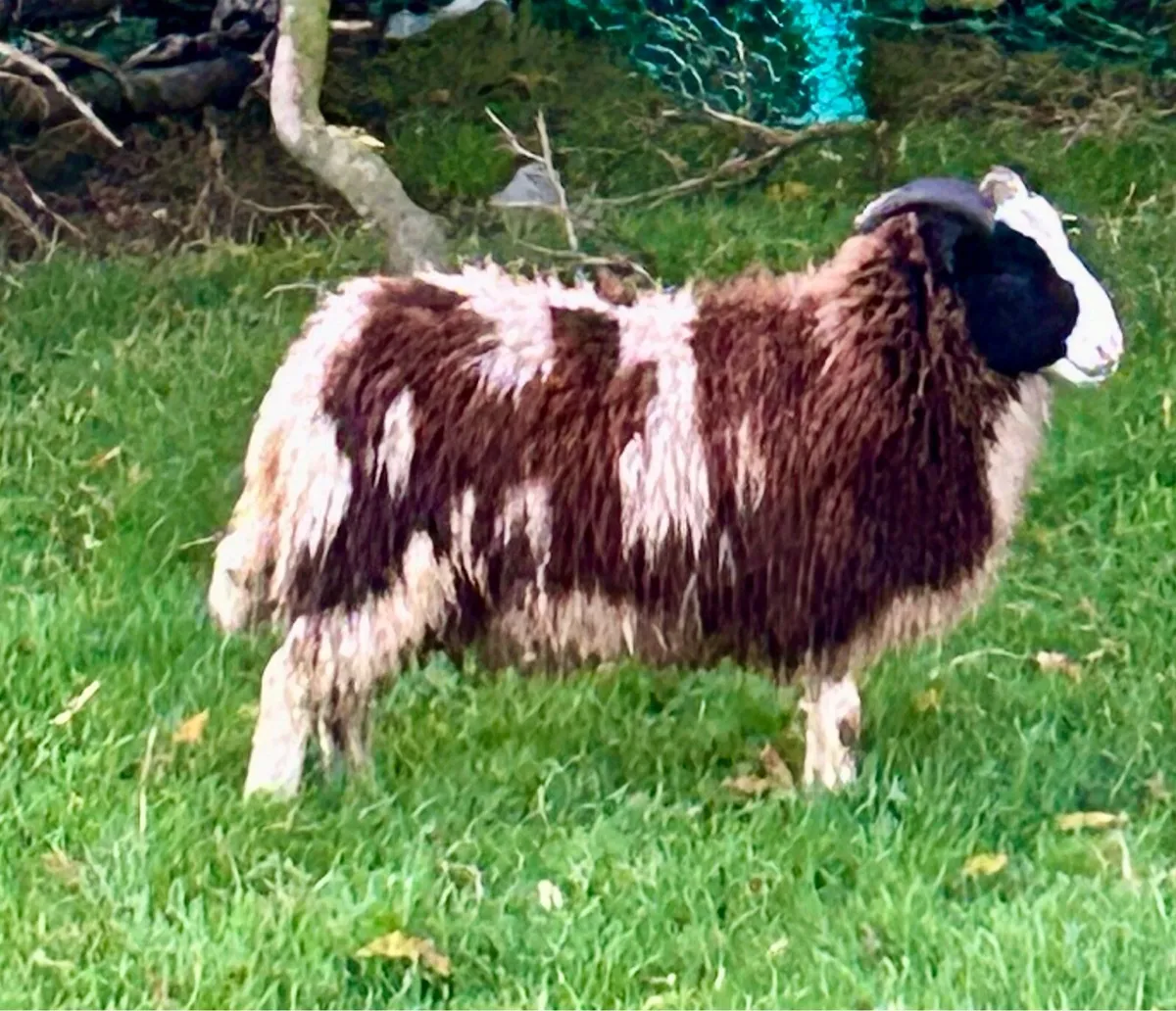 Jacob ewe lambs - Image 1