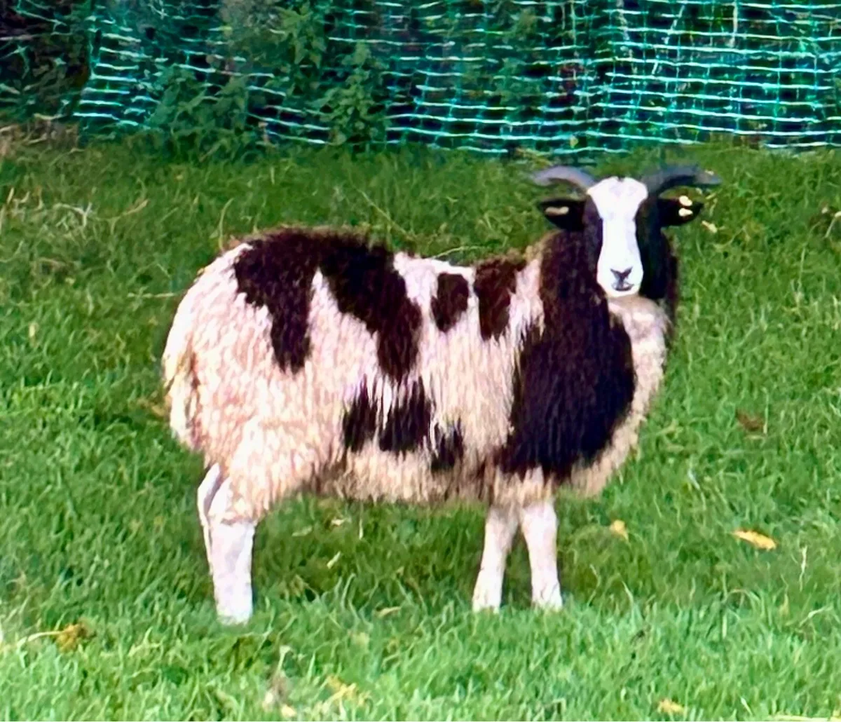 Jacob ewe lambs - Image 2