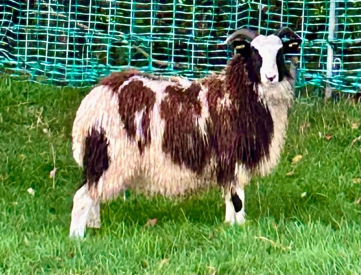 Jacob ewe lambs - Image 3