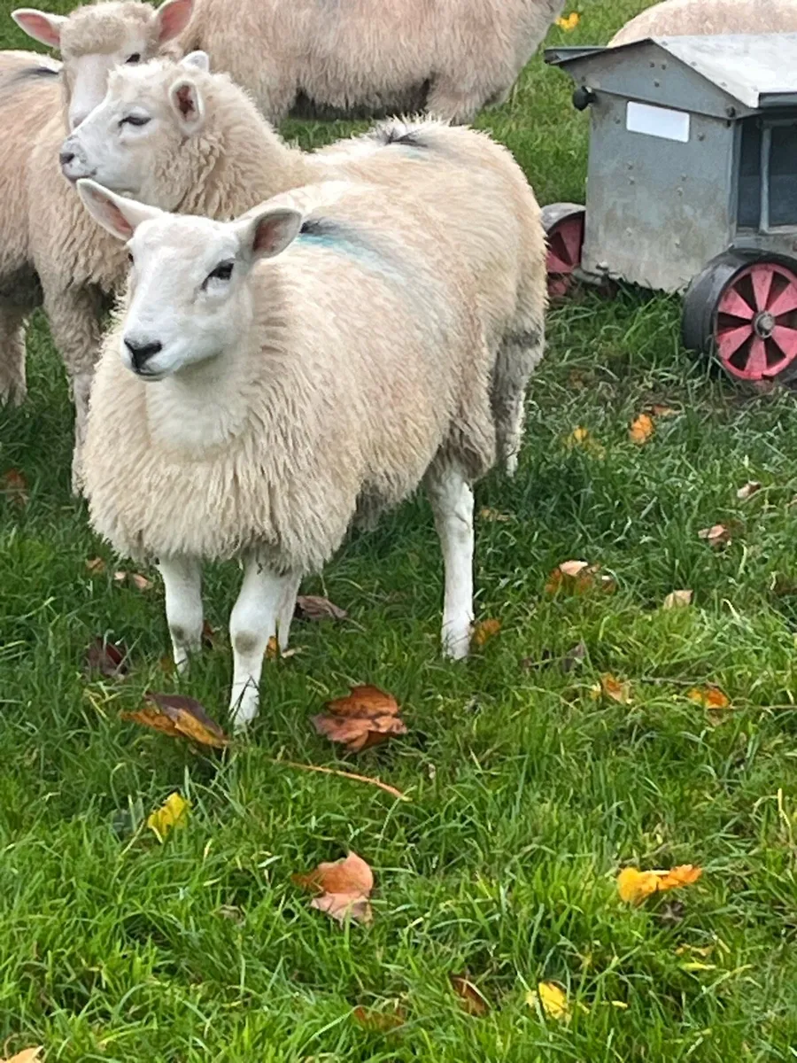 Ewe lamb - Image 1