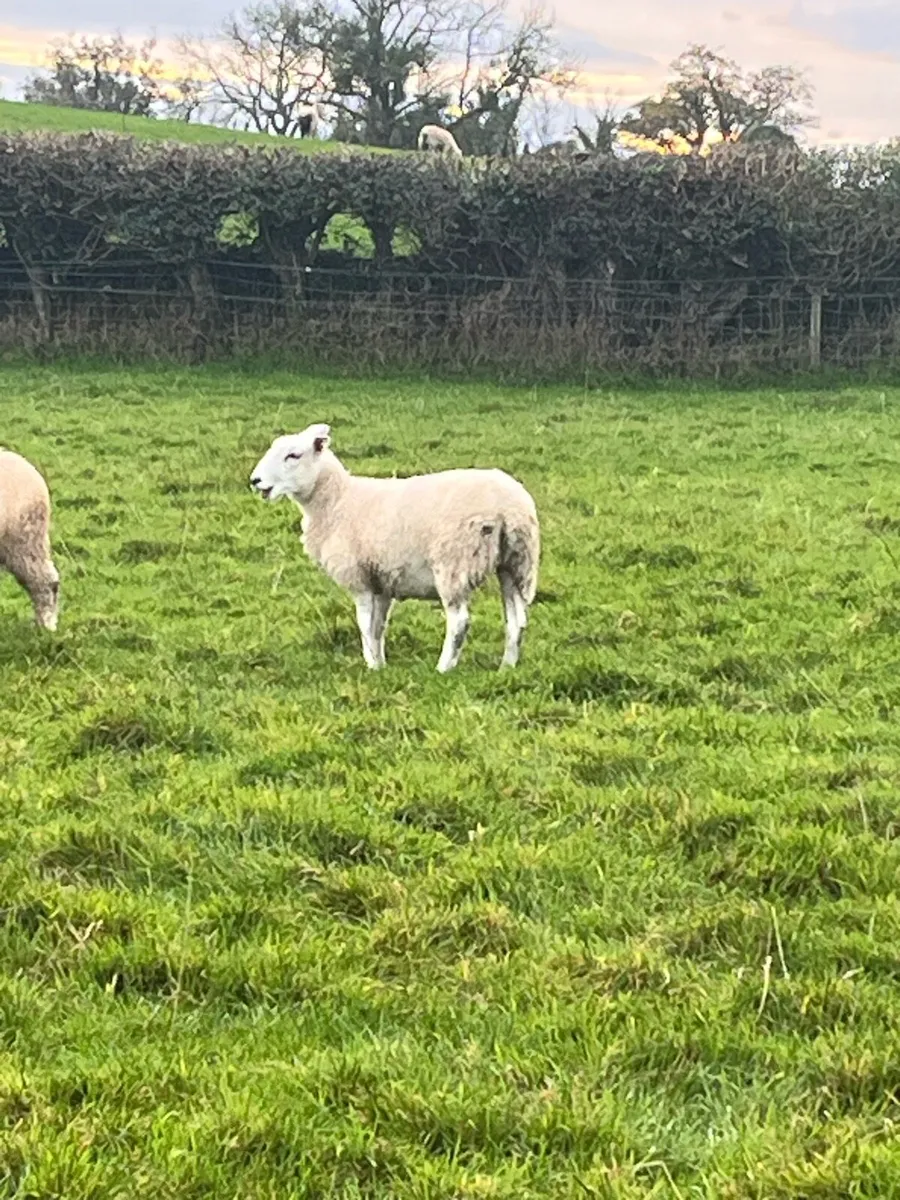 Ewe lamb - Image 2