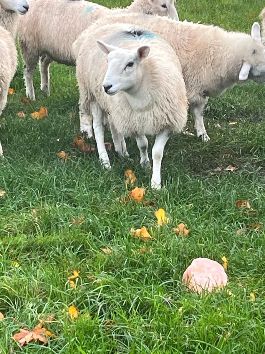 Ewe lamb - Image 3