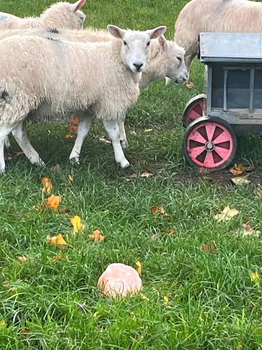 Ewe lamb - Image 4