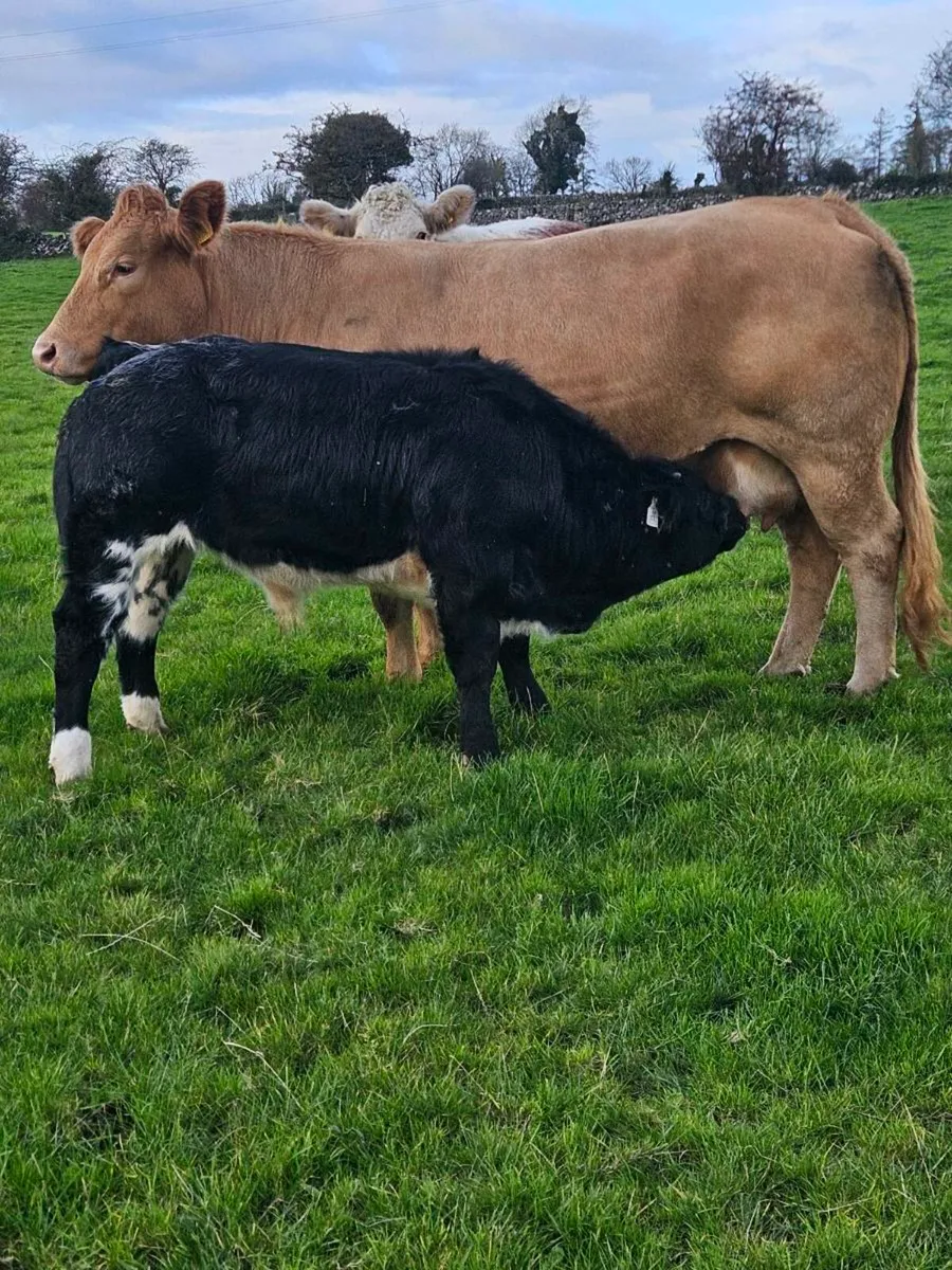 Cows with calfs at foot - Image 2