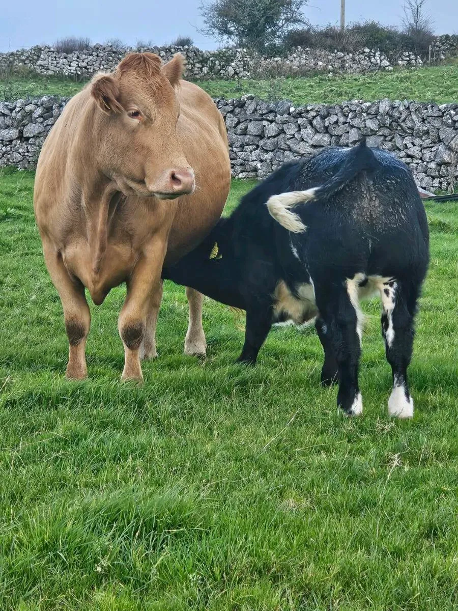 Cows with calfs at foot - Image 3