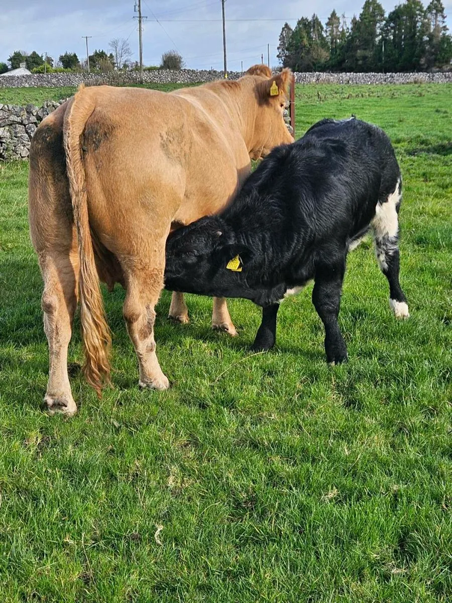 Cows with calfs at foot - Image 4