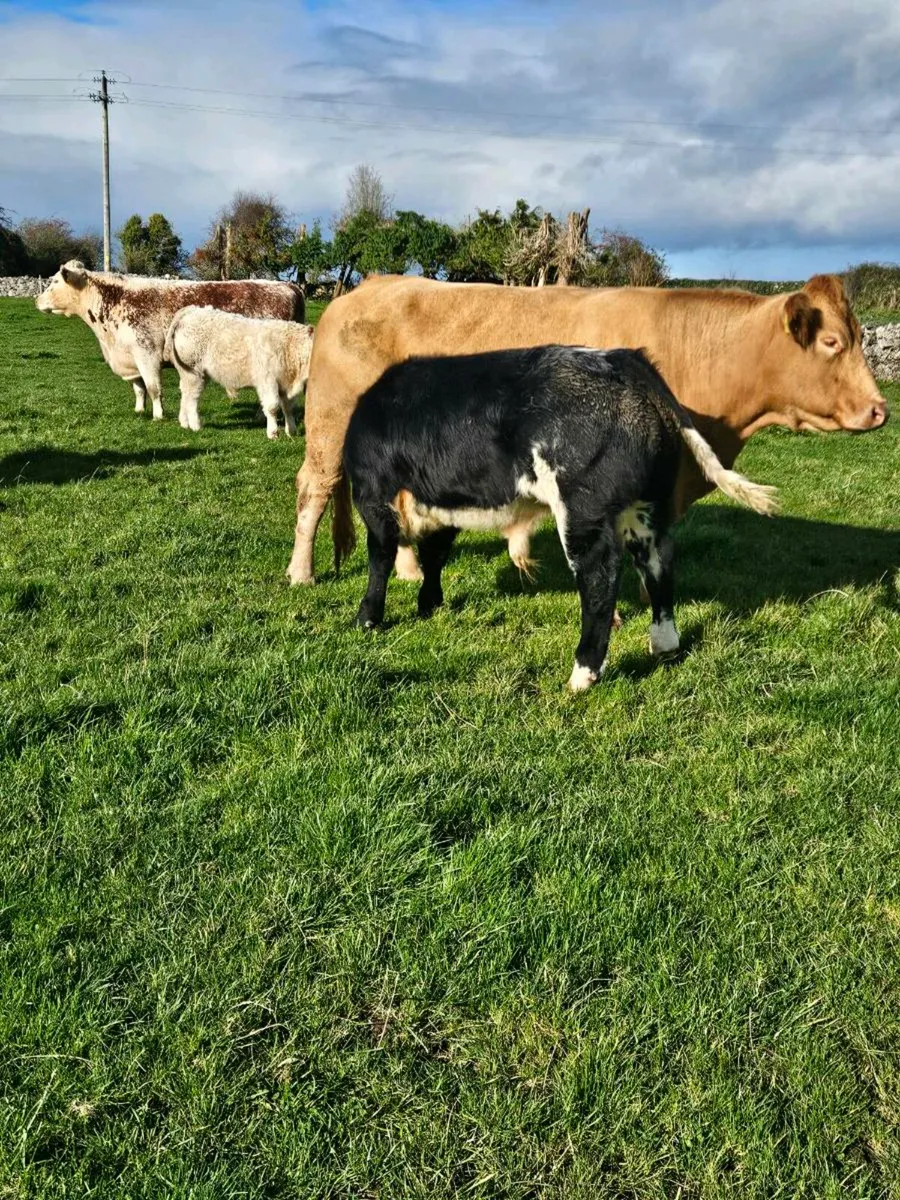 Cows with calfs at foot - Image 1