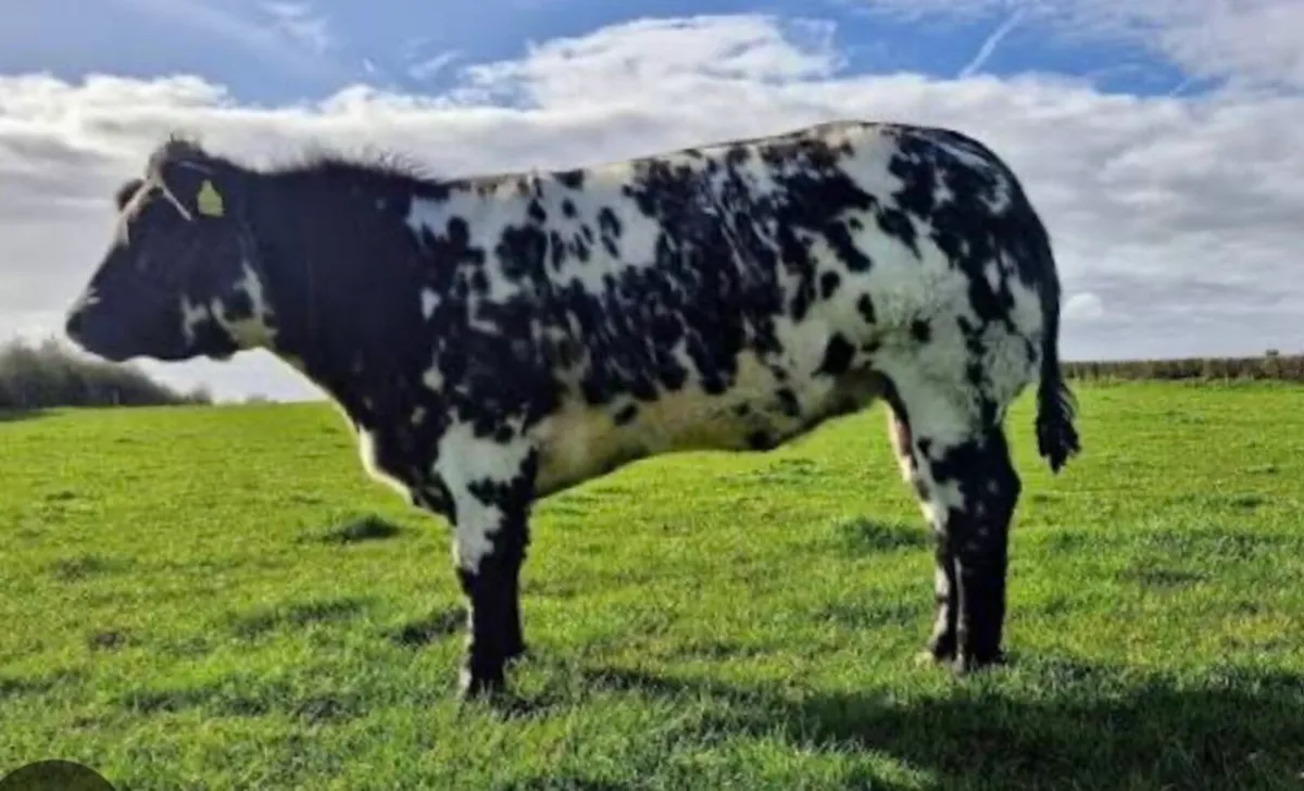 Belgian Blue Carcase Competition