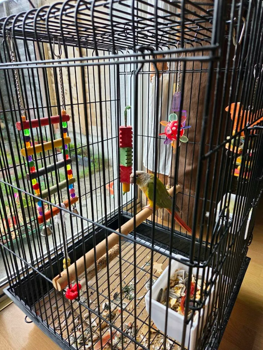 Parrot - Image 2