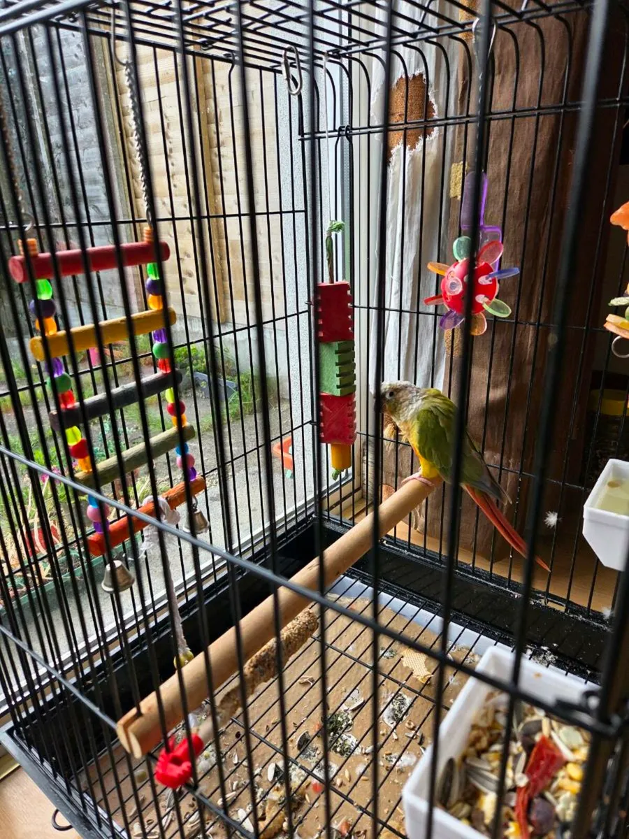Parrot - Image 3