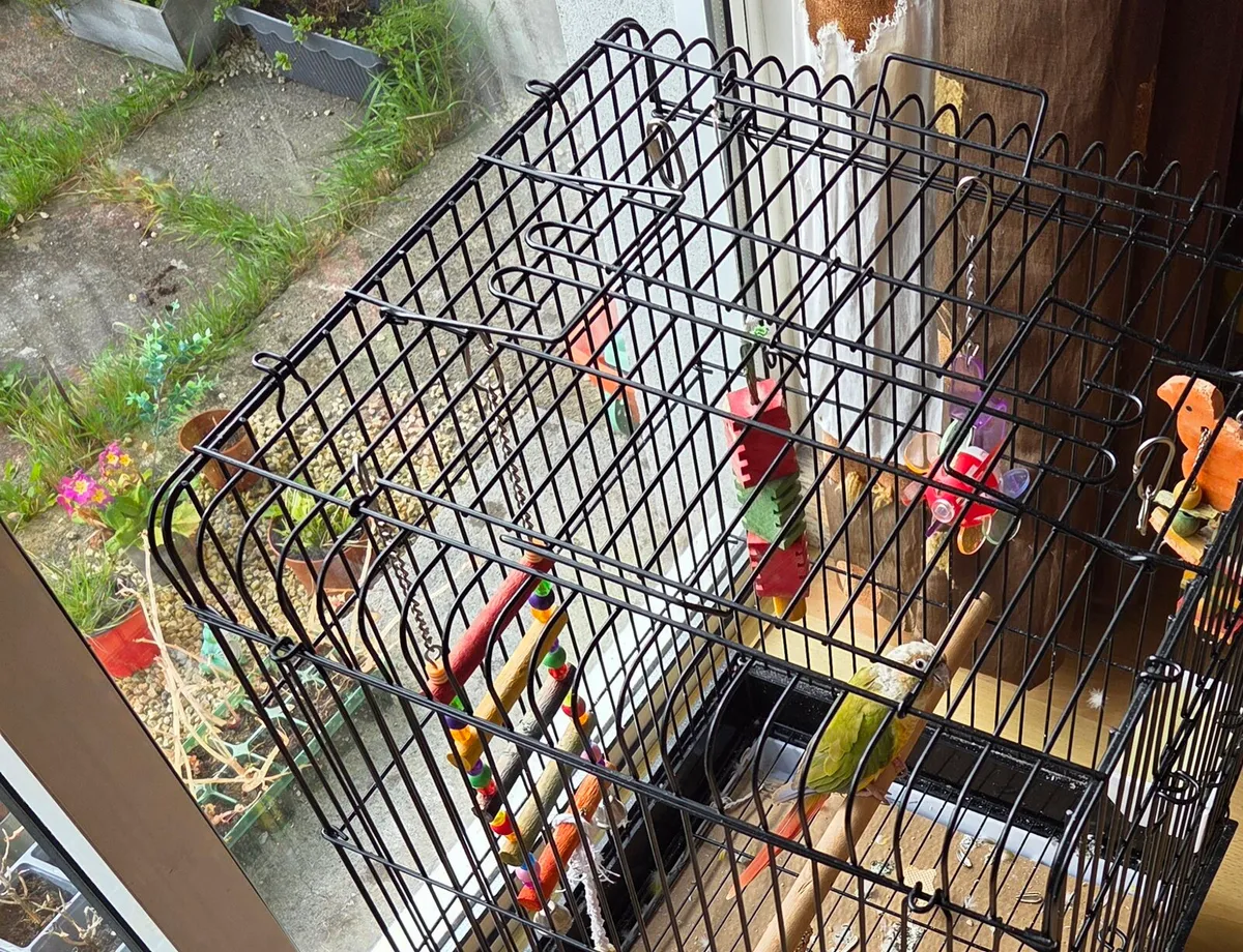 Parrot - Image 1