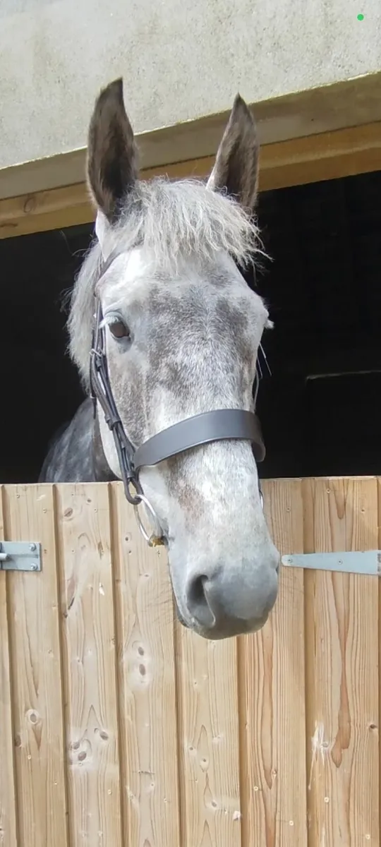 Hunter Bridle - the best of english leather - Image 1