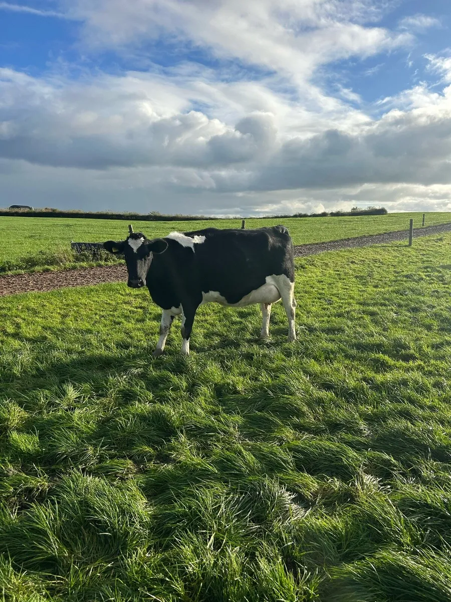 Freshly calved cow - Image 1