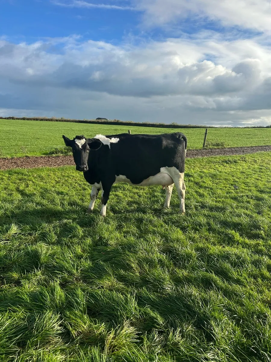 Freshly calved cow - Image 2