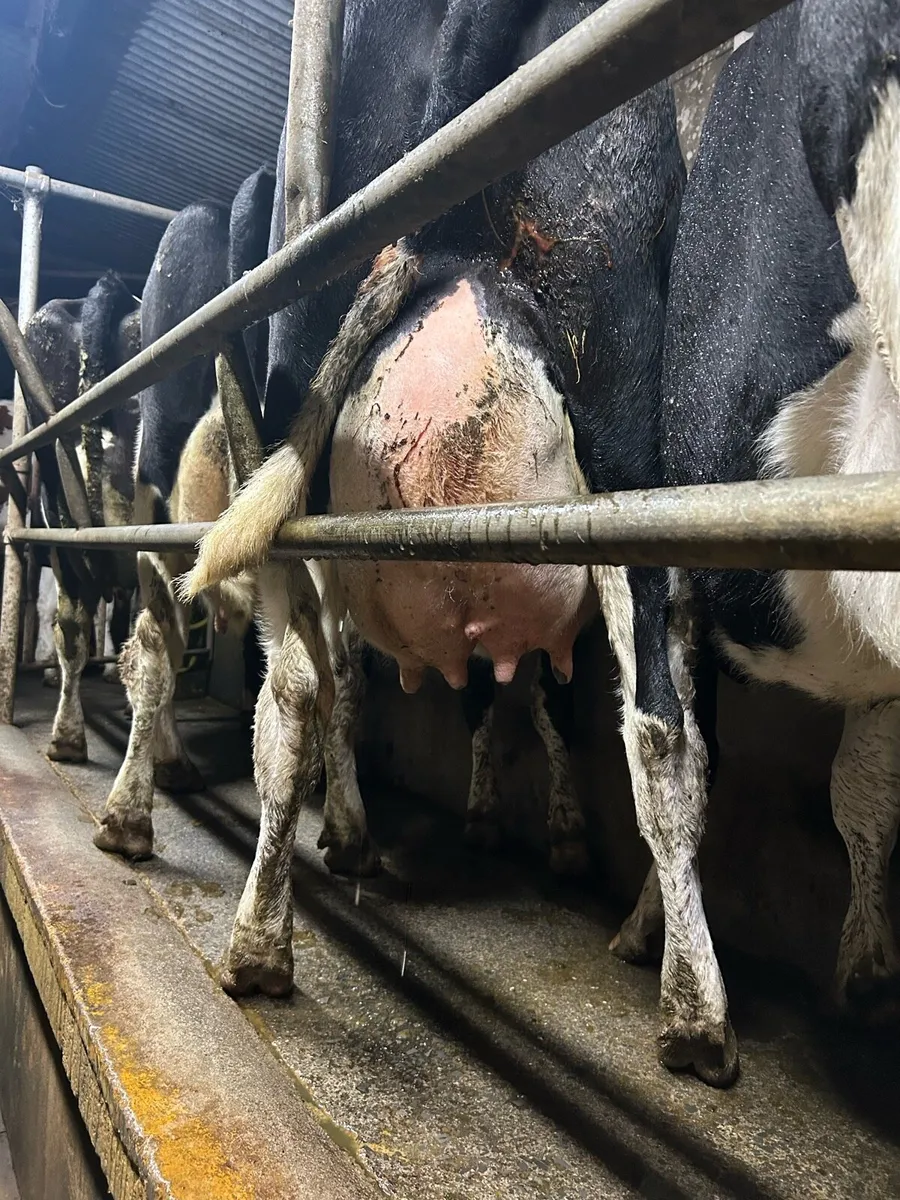 Freshly calved cow - Image 3