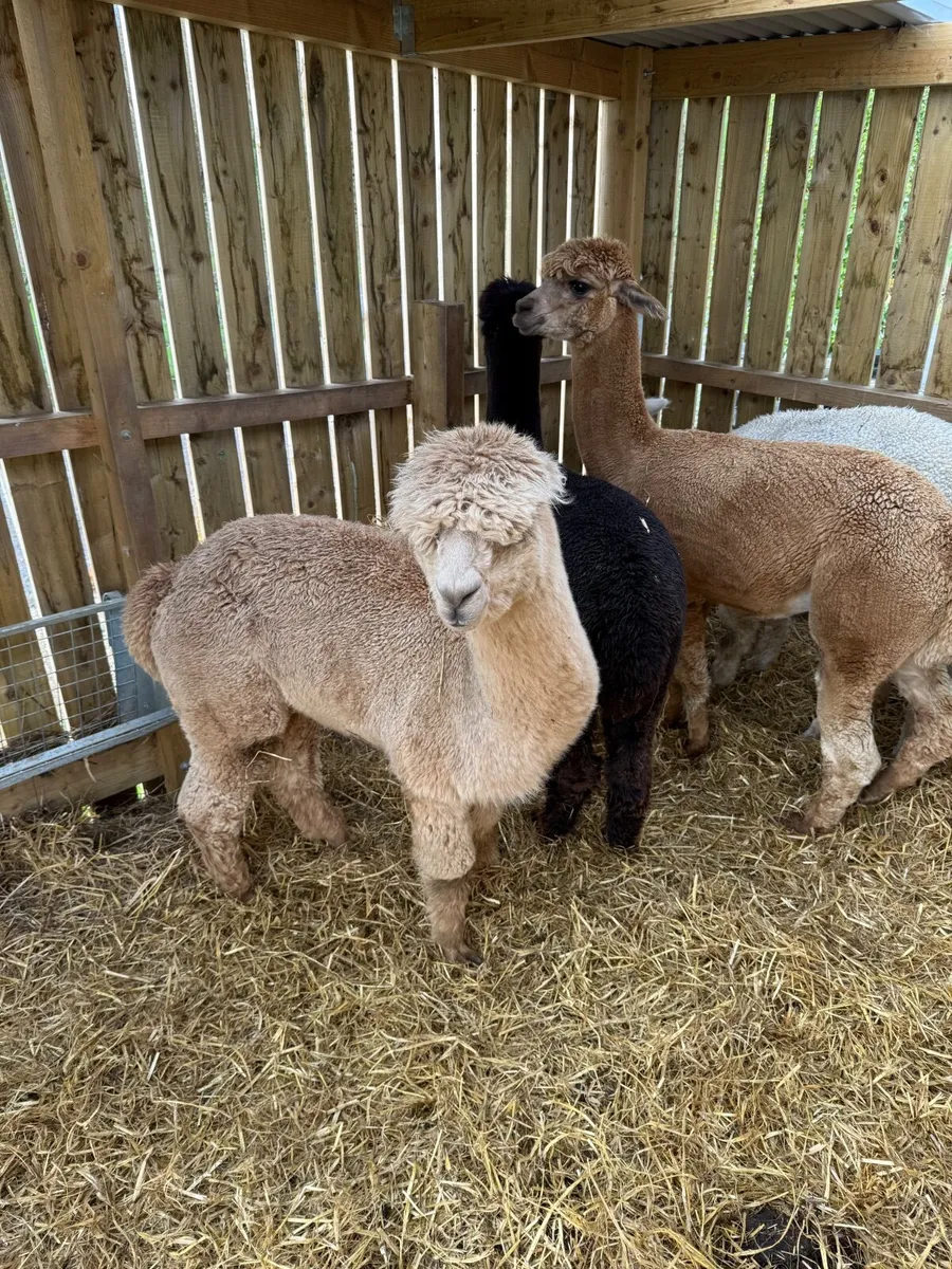 Alpacas - Image 1