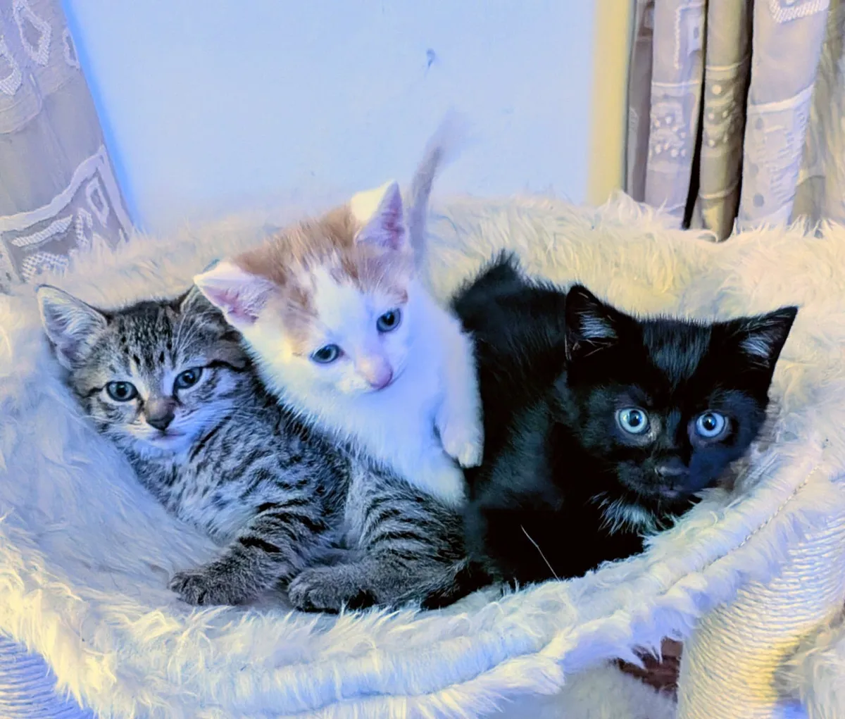 Beautiful kitten looking for forever homes! - Image 1