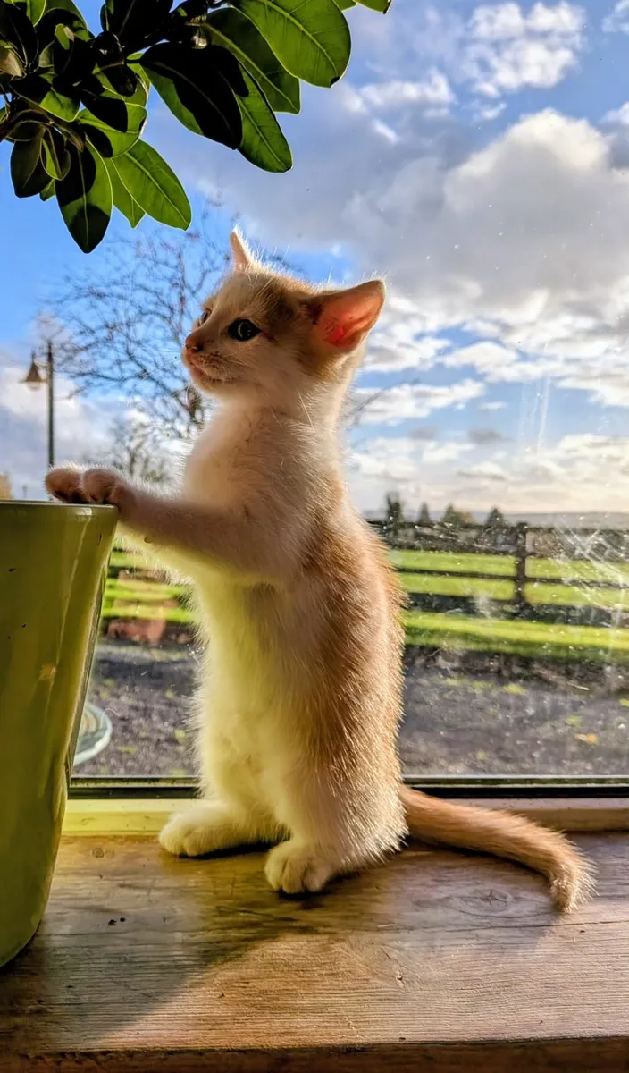 Beautiful kitten looking for forever homes! - Image 2