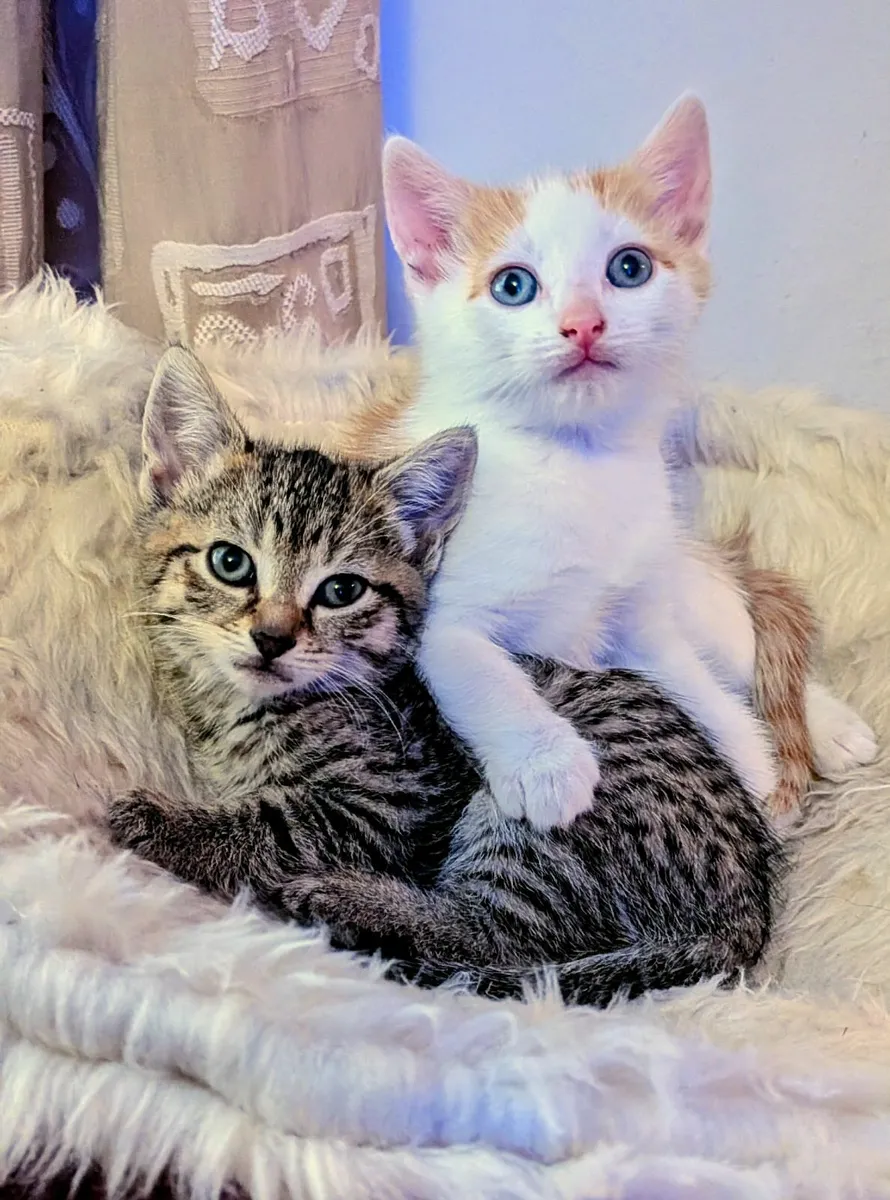 Beautiful kitten looking for forever homes! - Image 3
